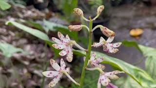 កេសរកូលបក្សីសួគ៌ Dipodium pictum 🌸🍀 [upl. by Fran547]