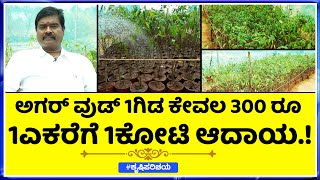 Agarwood Farming ಕೋಟಿ ಬಿಸಿನೆಸ್ ಅತ್ಯಂತ ದುಬಾರಿ ಮರ ಮತ್ತು ಎಣ್ಣೆ ಅತ್ಯುತ್ತಮ ಲಾಭದಾಯಕ ಕೃಷಿ [upl. by Wordoow393]