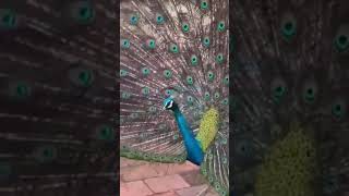 Some facts about Birds quizzicalminds generalknowledge genius shorts birds peacock trending [upl. by Licht]