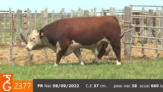 TORO 2377 Hereford [upl. by Nesline]