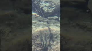 Adriatic sea life  Hvar island croatia travel hvar natgeo sea fish [upl. by Jael]