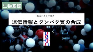 11生物基礎「遺伝情報とタンパク質の合成」2023 [upl. by Ennaegroeg]