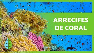 ¿Qué son los ARRECIFES de CORAL 🌿🐠 Tipos Cómo se forman e Importancia [upl. by Accber677]