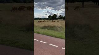 Spot the Deer cycling at Richmond Park cycling cycling richmond [upl. by Aiam]