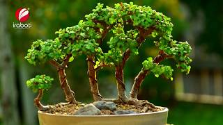 How To Make Bonsai । কিভাবে বানাবেন বনসাই [upl. by Dorfman]