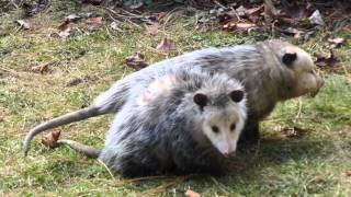 Possum Love  Mississauga ON Canada [upl. by Capriola891]