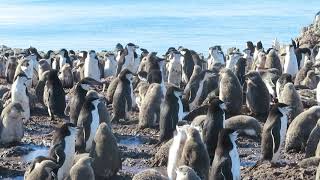 Chinstrap Penguins Gone Wild A Predator a Petrel is Found In the Group They Peck Into Action [upl. by Letisha]