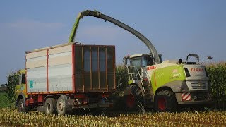 Claas Jaguar 980  Trinciato mais 2018  Flli Rosina [upl. by Ramonda]