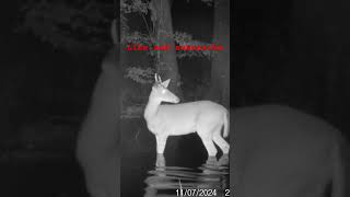 Deer season 2024 we finally got some rain wildlife trailcamera [upl. by Fidelas]