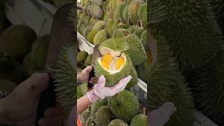 The Most Popular Durian Store in Malacca Malaysia  Fruit Cutting Skills [upl. by Nwahsyar]