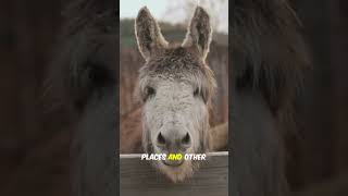 Learn About Donkeys 🐴  Animal Facts For Kids [upl. by Brubaker535]