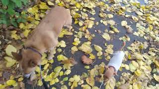 Having 4 squirrels follow me and my 2 dogs was unbelievable [upl. by Rahsab940]