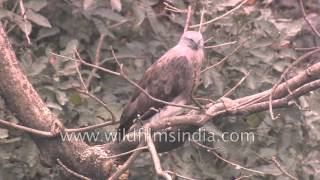 Lesser or Greyheaded Fishing Eagle on the Ramganga river [upl. by Duff]