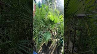 Mexican Fan Palms grow faster with more water palmtrees [upl. by Adnouqal]