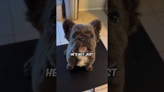 Meet baloo youtubeshorts shorts frenchbulldog [upl. by Ralyat]