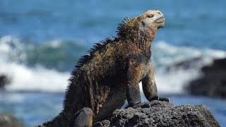 Wildlife of the Galápagos Islands [upl. by Urbano]