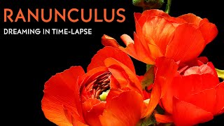 Ranunculus  Timelapse with Music [upl. by Haymo]