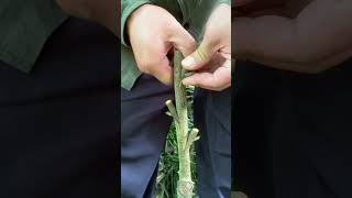 Unlock Better Plants with Grafting grafting nature graft plants gardening garden [upl. by Boyes851]