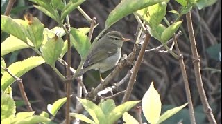 Twobarred Warbler  Swinhoes boszanger [upl. by Jacobsen352]