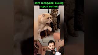 Cara mengajari kucing sopan santun‼️ reaction reactionvideo [upl. by Leima]