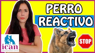 ¿Tienes un PERRO REACTIVO AGRESIVO😱 PASOS para CORREGIR✅ la REACTIVIDAD CANINA [upl. by Khan]