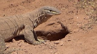 Bungarra in outback Western Australia [upl. by Brendon]