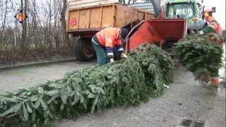 Inzameling kerstbomen in Hollands Kroon [upl. by Kelwunn182]