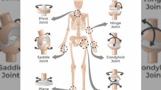 joints and its types classification of jointsstudywithtricks2131 [upl. by Iaka]