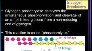 Carbohydrate Metabolism part 2 Glycogen breakdown amp pentose phosphate pathway [upl. by Nathanoj]