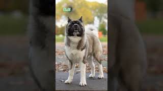 Top 10 POWEFUL and LOYAL Dog Breeds shorts dog viralvideo [upl. by Fredkin544]