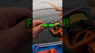 Halibut Fishing on a Skiff halibut fishing fishingvideo [upl. by Sherie]