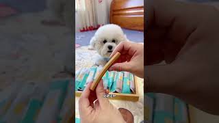 The Niqu Teething Sticks promotion is here Puppies and senior dogs can eat them They can satis [upl. by Angy]