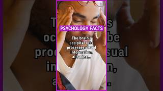 The brains occipital lobe processes visual information allowing individuals to… psychology [upl. by Ahsat]