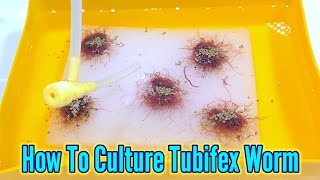 How to culture tubifex worms  Culturing Tubifex At Home [upl. by Ognimod]