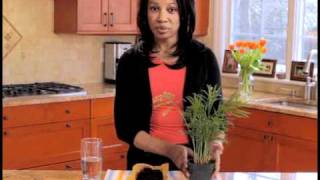 How to Perk Up Your Houseplants  Sponsored by Target [upl. by Soll]