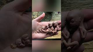 Foetus development stages inside the mother womb 🤰knowledge easylearning shortsvideo share [upl. by Cheatham401]