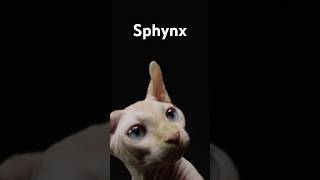 Il misterioso mondo dei gatti Sphynx [upl. by Hepza433]