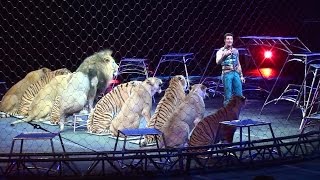 Ringling Brothers Big Cats Tigers and Lions show [upl. by Arteid976]