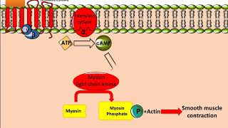 Salbutamol Ventolin Mechanism of Action [upl. by Anitac747]