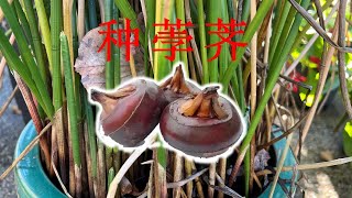 【教训总结】荸荠为什么没有种好？ [upl. by Bilac]