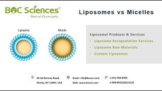 Liposomes vs Micelles  What are Micelles  What are Liposomes  Micelles and Lipid Bilayer [upl. by Imim]