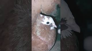 Hukum ka ikkayoutubeshorts pingeon viral shortvideos shorts [upl. by Rotow]