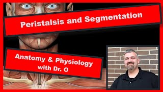 Peristalsis and Segmentation Anatomy and Physiology [upl. by Lauer724]