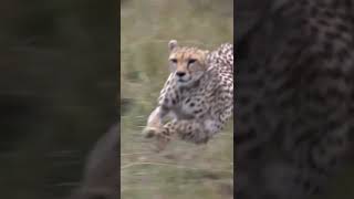 Tiger Vs Deer shorts viralvideo trainding [upl. by Aenet303]