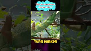 Why do chameleons change color   animals facts animals wildlife [upl. by Magdalena]