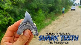 Shark Week 2018 Shark Tooth Hunting in Florida  Megalodon Parotodus Benedeni Fossil Junonia [upl. by Drofiar]