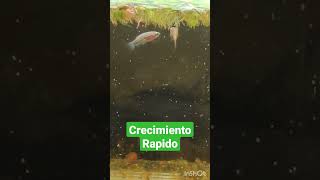 como hacer crecer rapido las crias de pez betta bettafish shorts [upl. by Nee967]