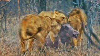 Lions Play Tug of War with Warthog Trying to Escape [upl. by Ekralc]