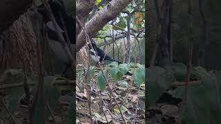 quotA oriental magpies day walking around under a persimmon treequot [upl. by Nagad]