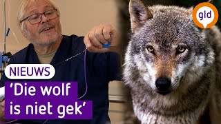 Meerderheid Kamer wil wolf steriliseren [upl. by Nalyad]